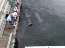 Manatees: Spotted from the restaurant above the dock.  Nine were counted who came to drink the fresh water from the hose.